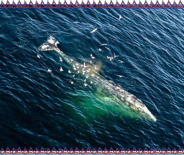 Observación de Ballenas, Lobos Marinos y Aves (1)
