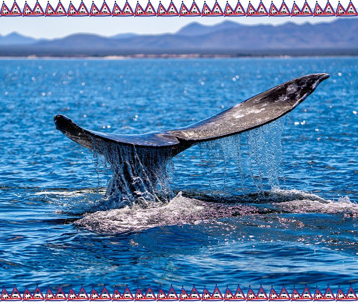 Observación de Ballenas, Lobos Marinos y Aves (2)