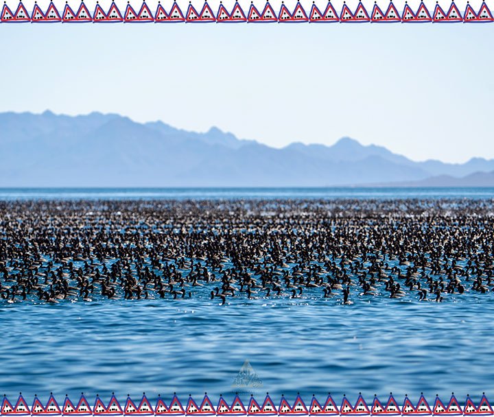 Observación de Ballenas, Lobos Marinos y Aves (3)