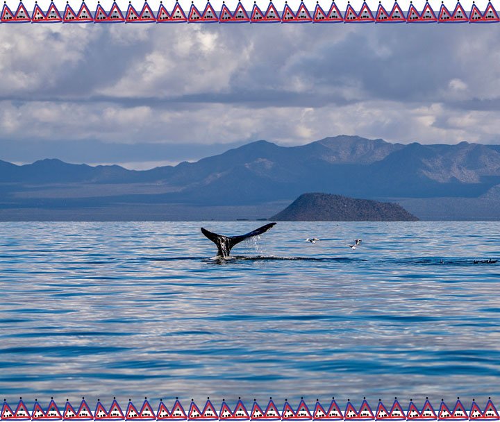 Observación de Ballenas, Lobos Marinos y Aves (4)