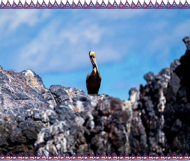Observación de Ballenas, Lobos Marinos y Aves (5)