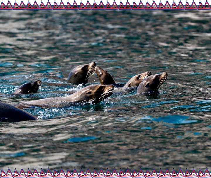 Observación de Ballenas, Lobos Marinos y Aves (6)