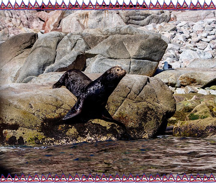 Observación de Ballenas, Lobos Marinos y Aves (7)