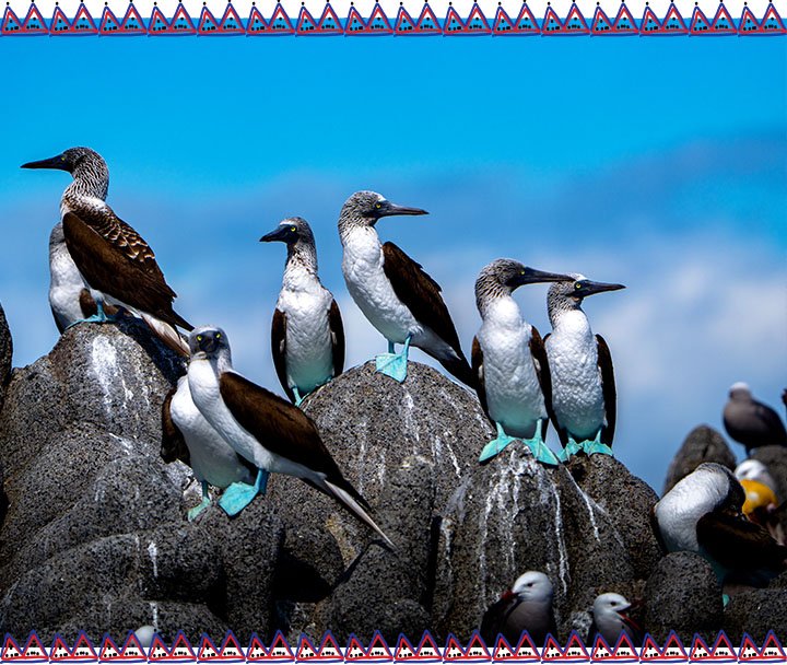 Observación de Ballenas, Lobos Marinos y Aves (8)