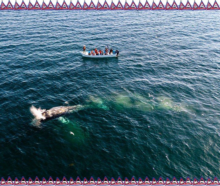 Observación de Ballenas, Lobos Marinos y Aves (9)